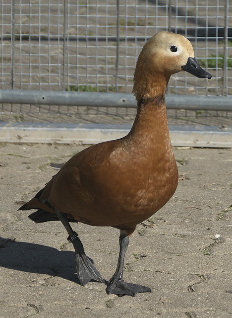 失严重等问